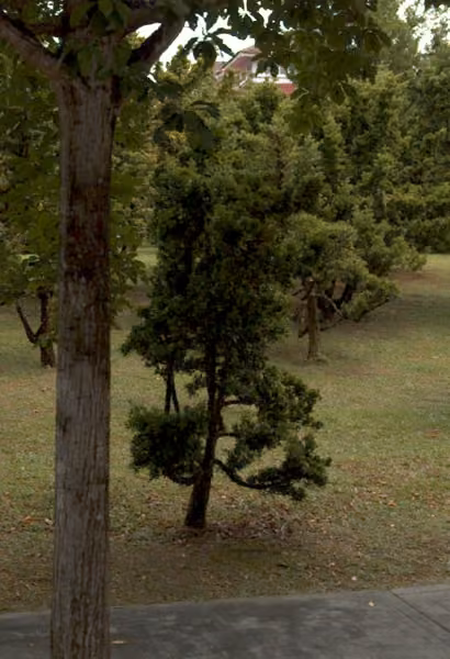 tree photo