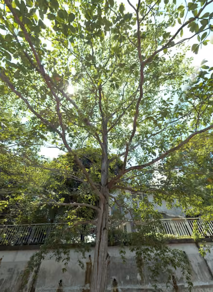 tree photo