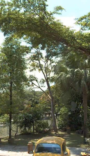 tree photo