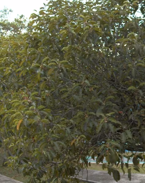 tree photo