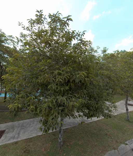 tree photo