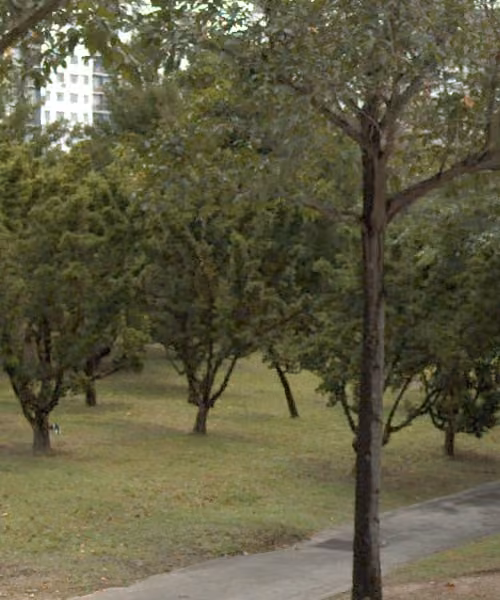 tree photo