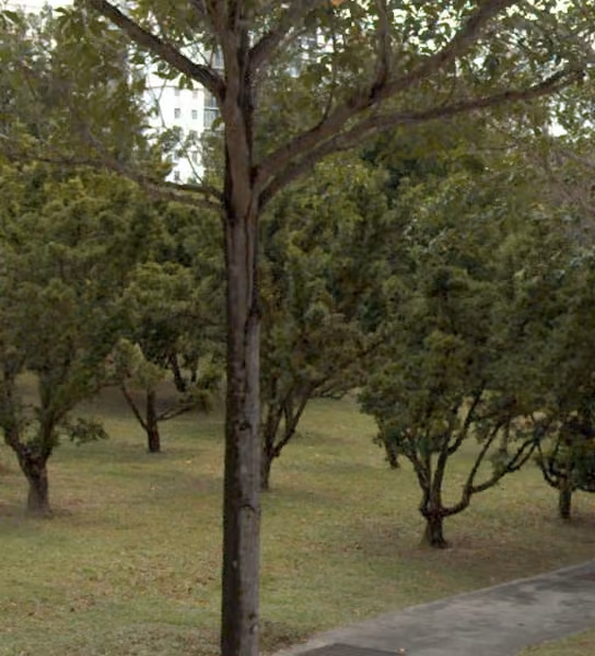 tree photo