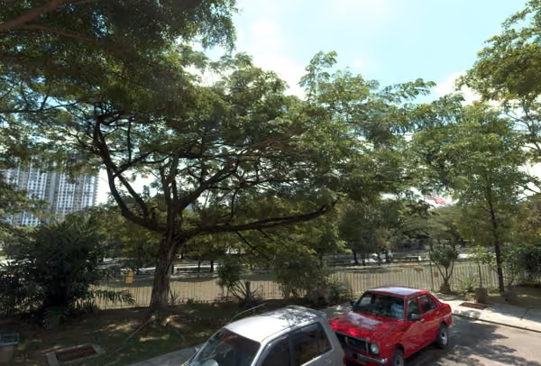 tree photo