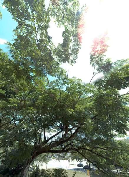 tree photo