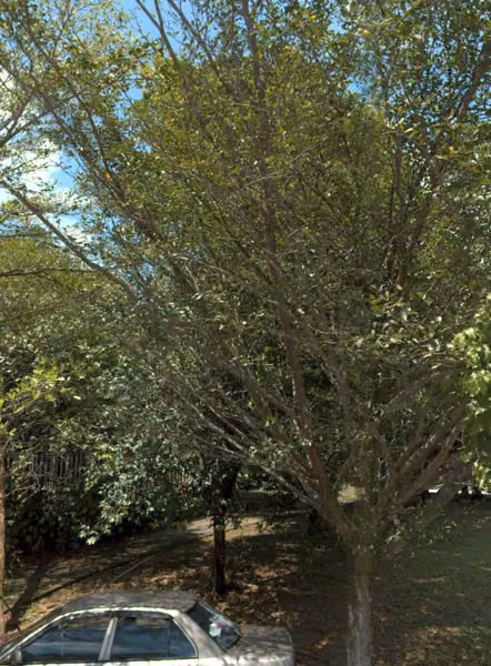 tree photo