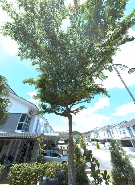tree photo