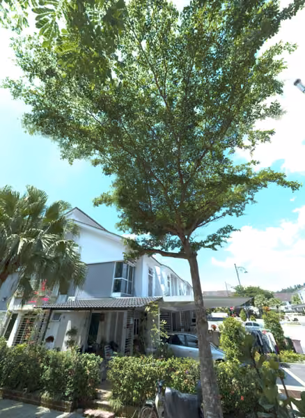 tree photo