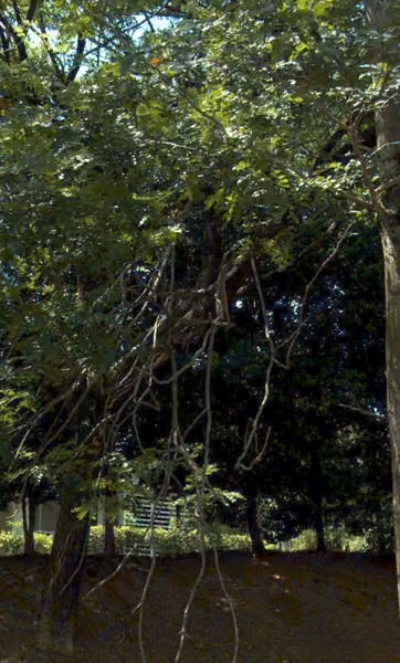 tree photo