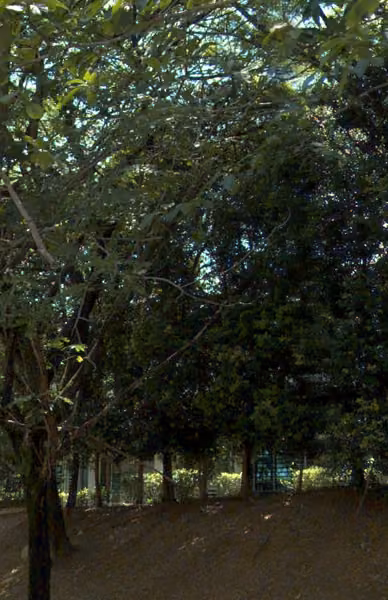 tree photo