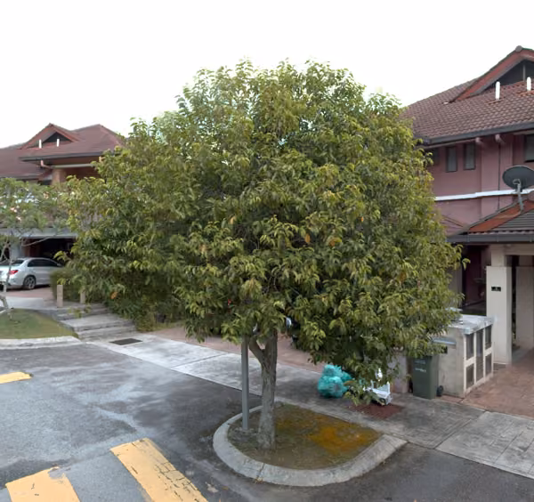 tree photo