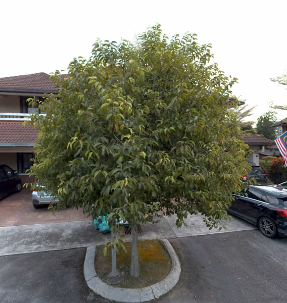 tree photo
