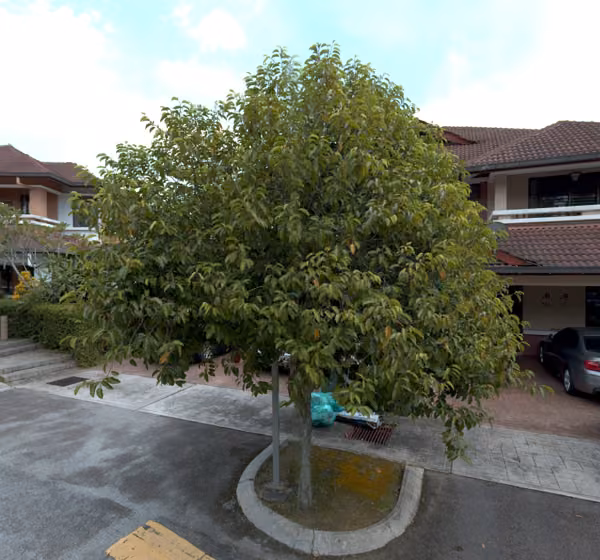 tree photo