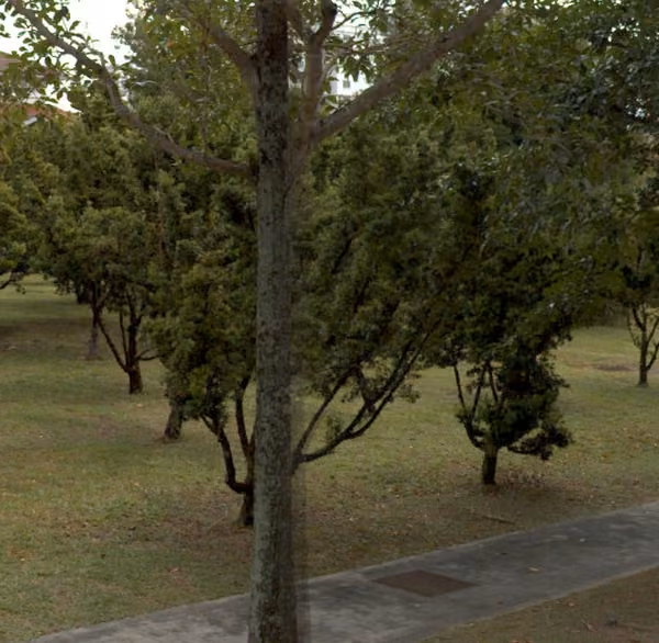tree photo