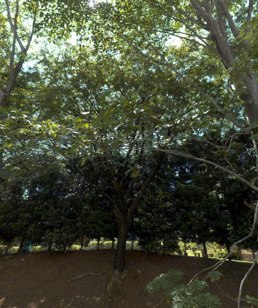 tree photo