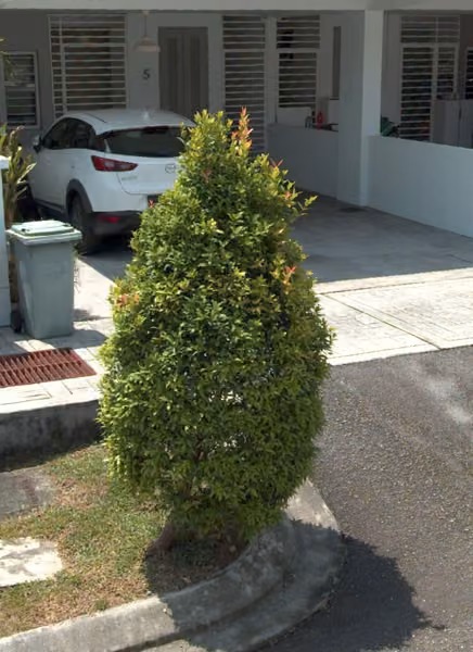 tree photo