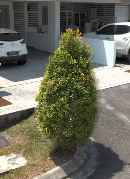 tree photo