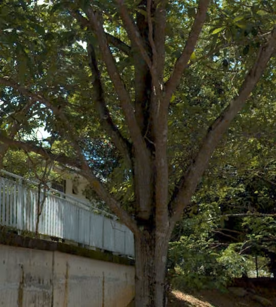tree photo