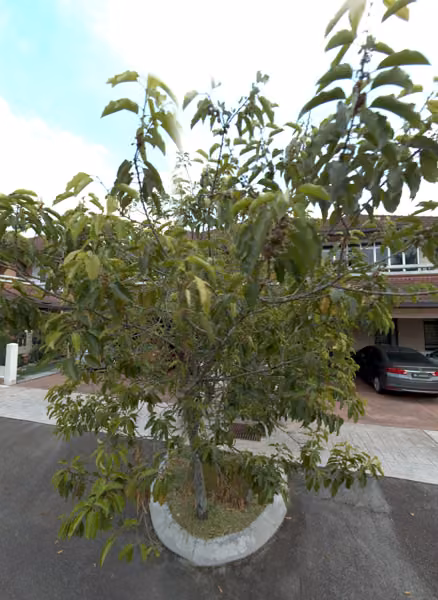 tree photo