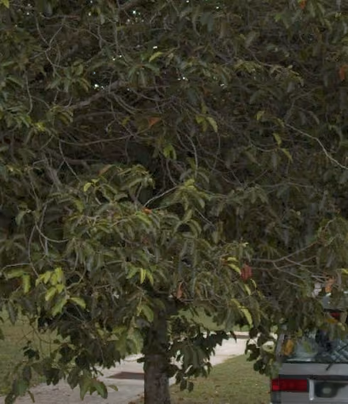 tree photo