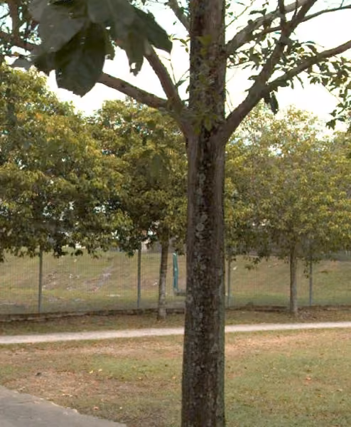 tree photo