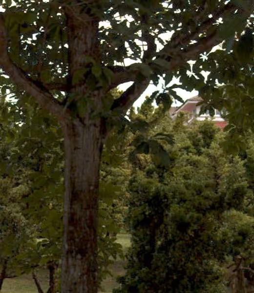 tree photo