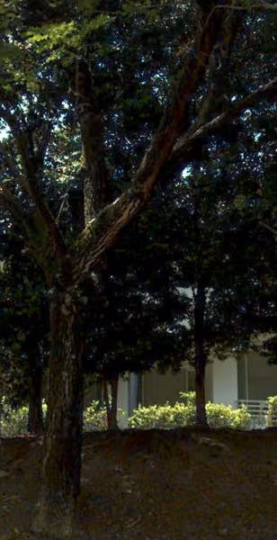 tree photo