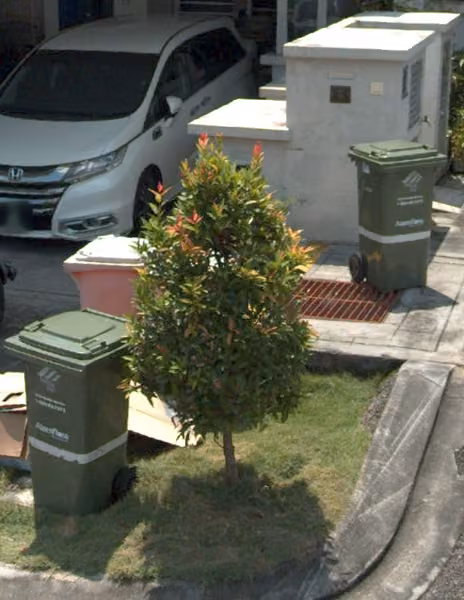 tree photo