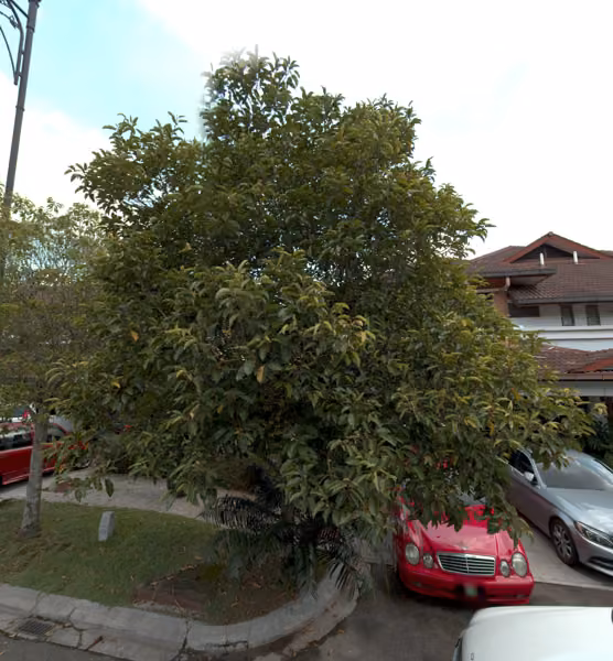 tree photo