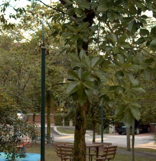 tree photo