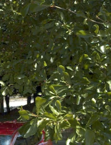 tree photo