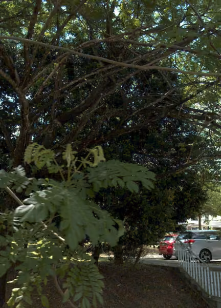 tree photo