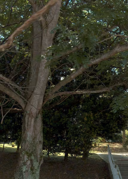 tree photo