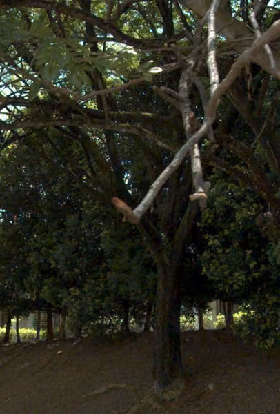 tree photo