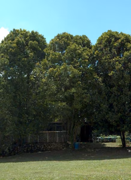 tree photo