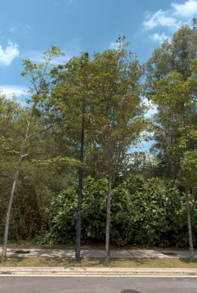 tree photo