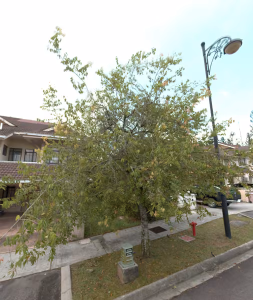 tree photo