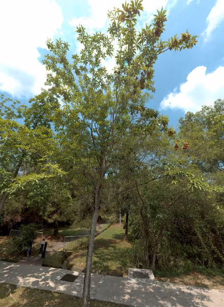tree photo