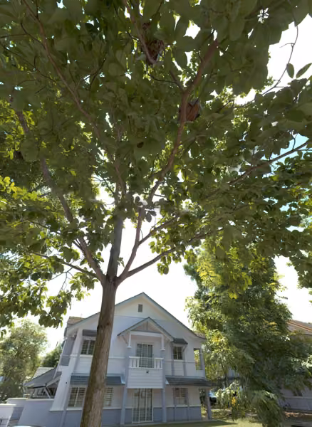 tree photo
