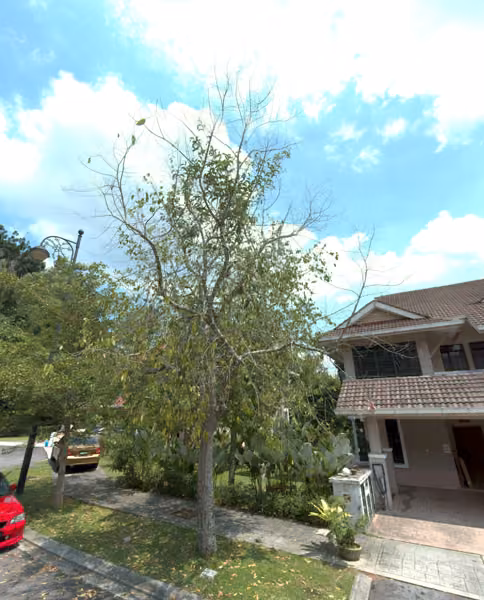 tree photo