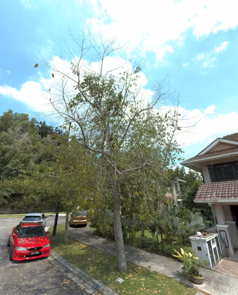 tree photo
