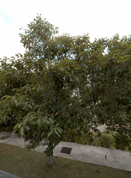 tree photo