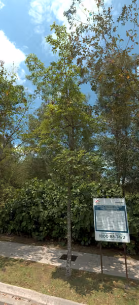 tree photo