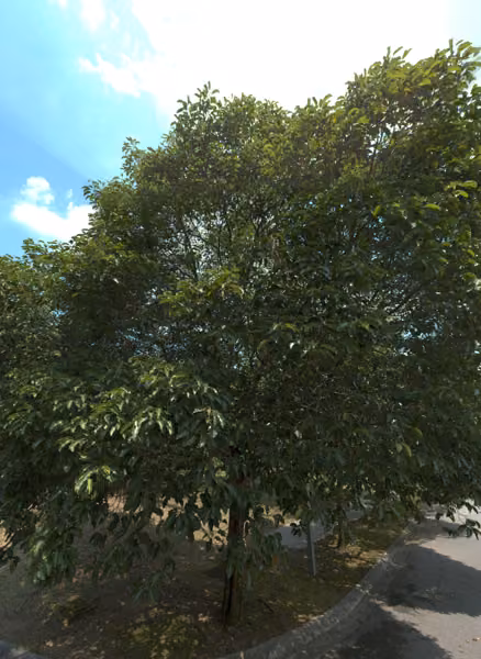 tree photo