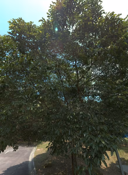 tree photo