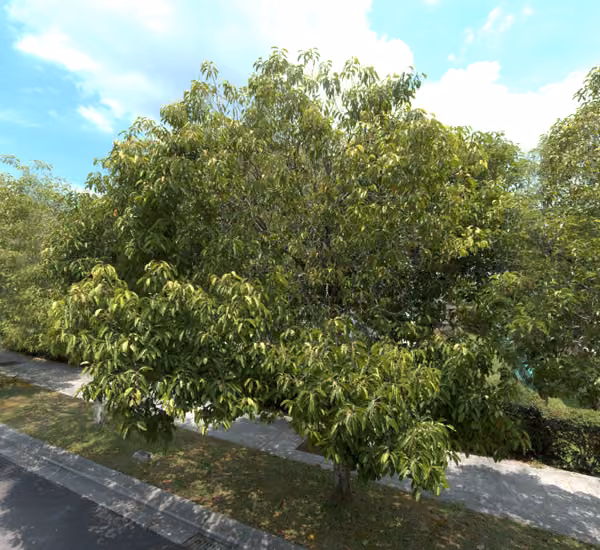 tree photo