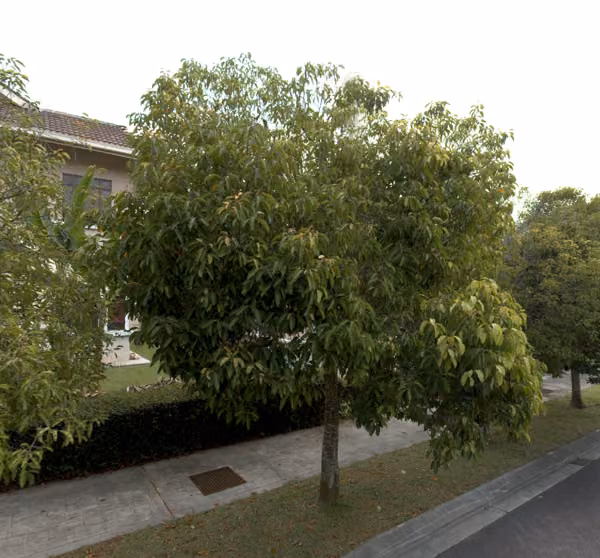 tree photo
