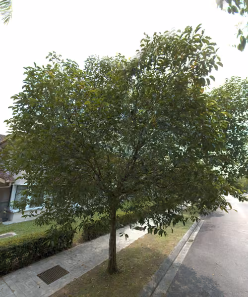 tree photo