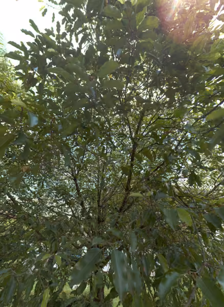 tree photo