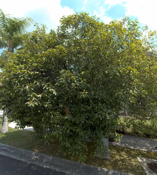 tree photo